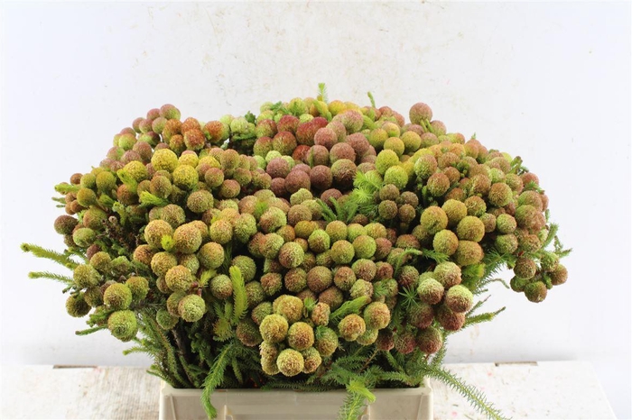 <h4>Kaaps Berzelia Gallpini</h4>