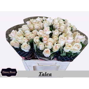 R GR TALEA+