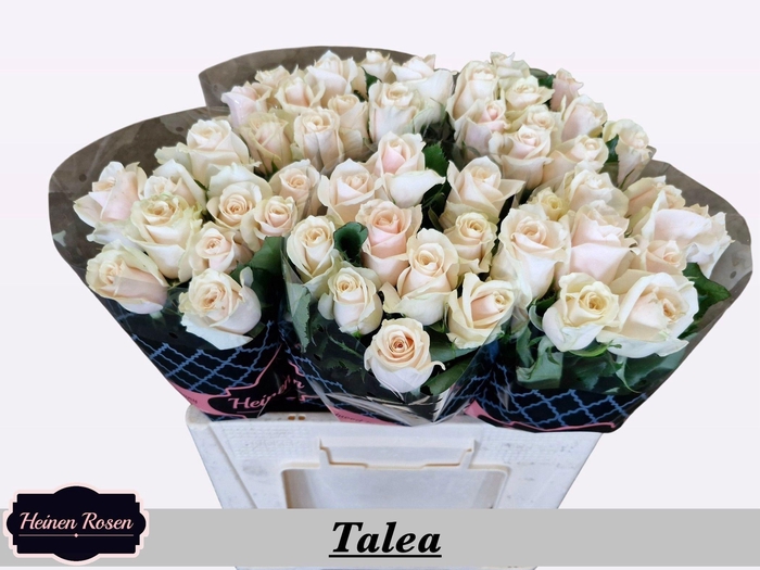 <h4>R GR TALEA+</h4>