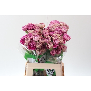 Dianthus ST 'Antigua'
