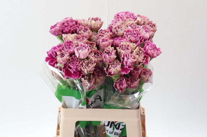 <h4>Dianthus ST 'Antigua'</h4>