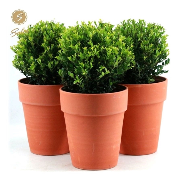 <h4>Ilex crenata 'Jenny'® Ball Ø20cm P17 in Ceramic Terracotta</h4>