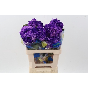 Hydr Purple Tinted Sel