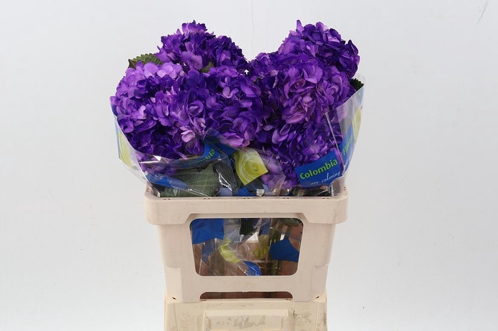 <h4>Hydr Purple Tinted Sel</h4>