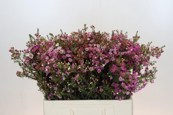 <h4>Chamelaucium Adi</h4>