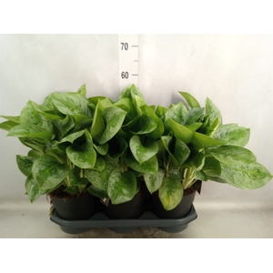 Aglaonema  'Lemon Mint'