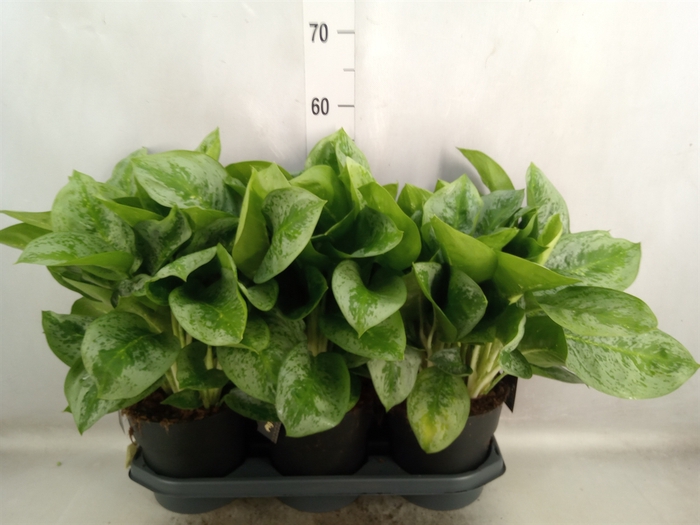 <h4>Aglaonema  'Lemon Mint'</h4>