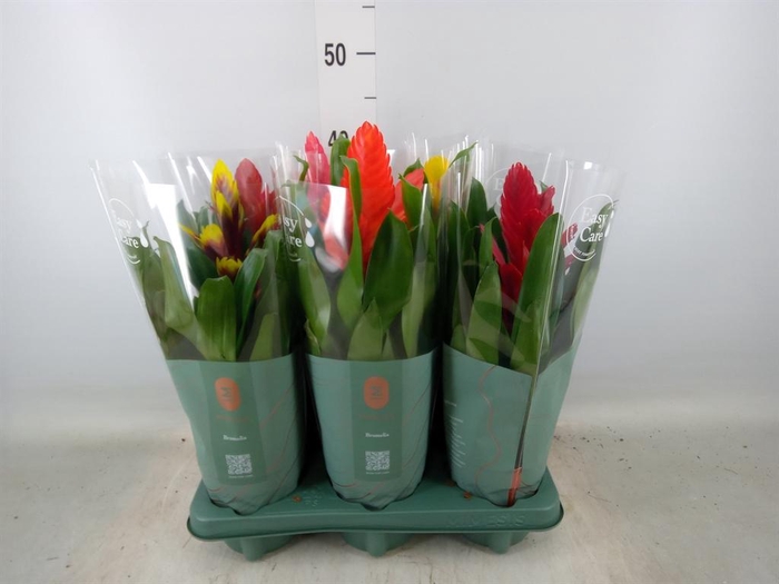 <h4>Vriesea   ...mix</h4>