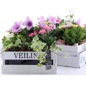 ARR TUINPLANTEN