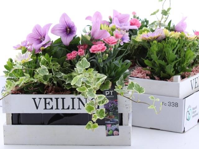 <h4>ARR TUINPLANTEN</h4>