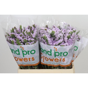 Limonium Sinuatum Tessa Sun Birds