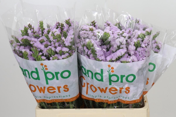 <h4>Limonium Sinuatum Tessa Sun Birds</h4>