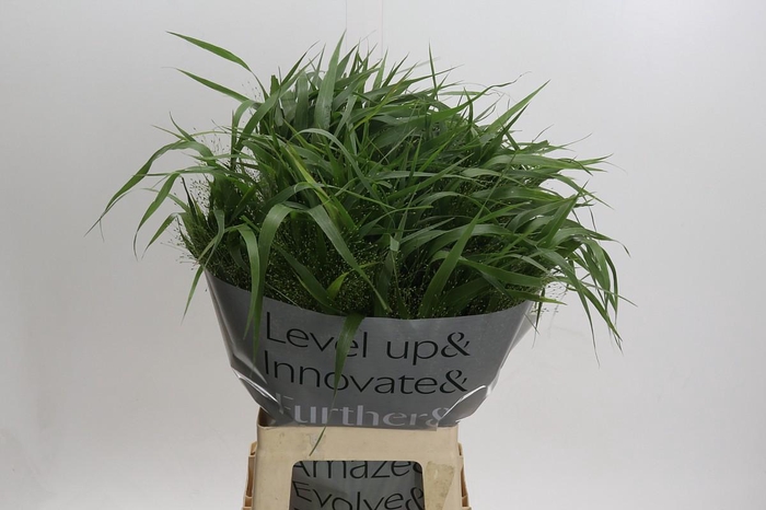 <h4>Panicum Fountain</h4>