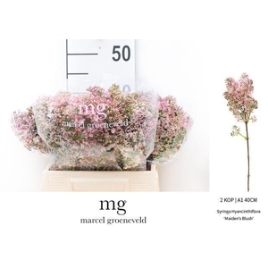 SYR HY MAIDENS BLUSH