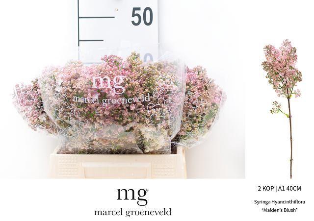 <h4>SYR HY MAIDENS BLUSH</h4>