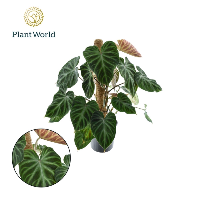 <h4>Philodendron Verrucosum Mosstok</h4>