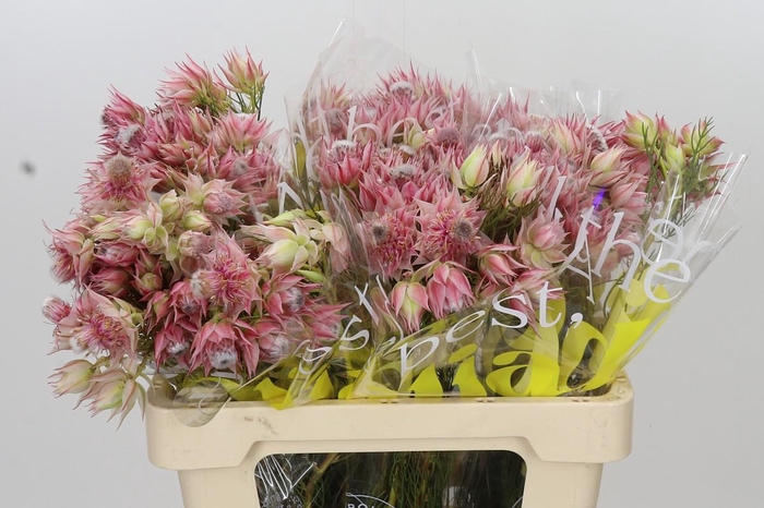 <h4>Blushing Bride Pink 2/5 Flowers</h4>