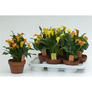 Zant Gem 3 Kl 5-8++ In Terracotta Pot
