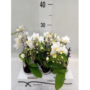 Phalaenopsis   ...mini