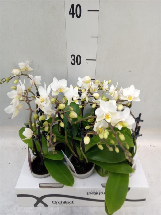 <h4>Phalaenopsis   ...mini</h4>