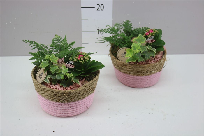 <h4>Arr 4575 Mand Roze Indoor</h4>