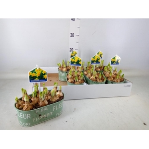 Arr.  Narcissus Tete Tete L%