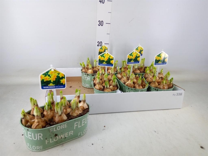 <h4>Arr.  Narcissus Tete Tete L%</h4>