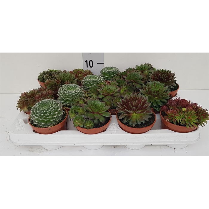 <h4>Sempervivum   ...</h4>