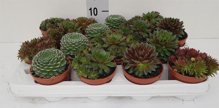 <h4>Sempervivum   ...</h4>