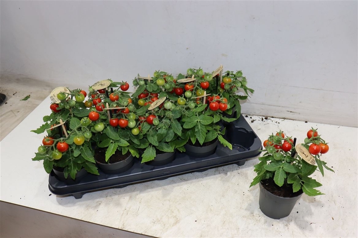 <h4>arr8 Tomatenplanten</h4>