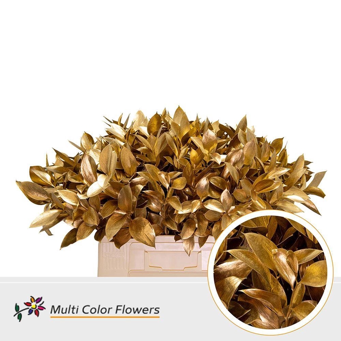 <h4>Ruscus   ...colored H%</h4>