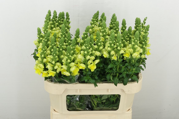 <h4>Antir Legend Yellow</h4>