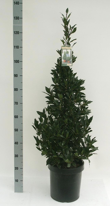 <h4>LAU NOBILIS</h4>