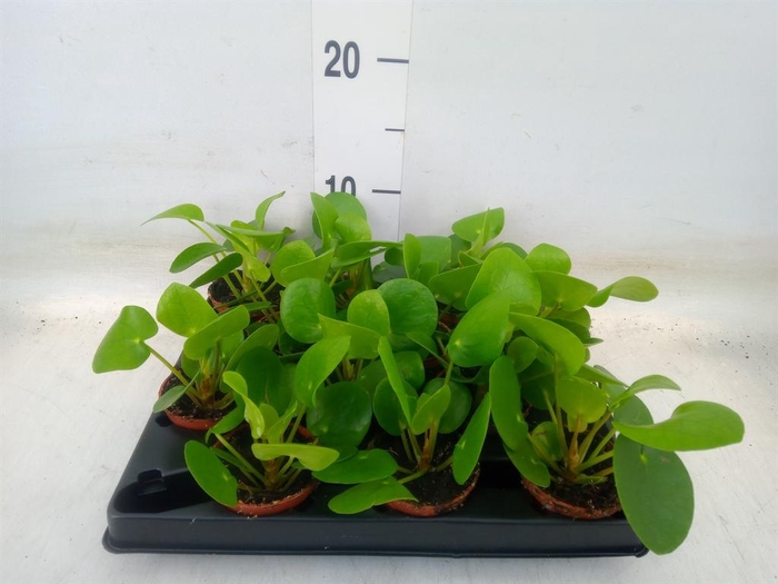 <h4>Pilea peperomioides</h4>