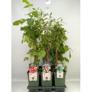 Fruit trees and shrubs   ...