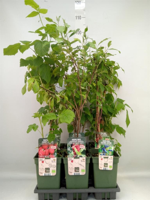 <h4>Fruit trees and shrubs   ...</h4>