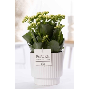 Kalanchoe white in P&PURE Ivy ceramics shiny white