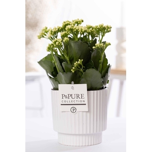 Kalanchoe white in P&PURE Ivy ceramics shiny white