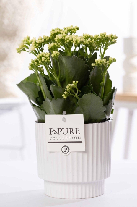 <h4>Kalanchoe white in P&PURE Ivy ceramics shiny white</h4>