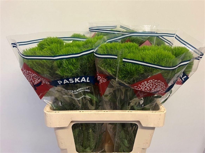 <h4>DI BARB KIWI MELLOW</h4>