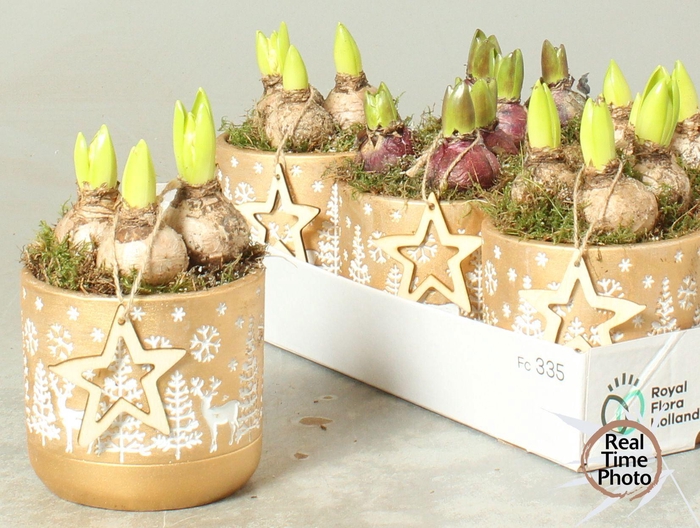 <h4>ARR HYACINTH</h4>