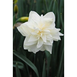 NARCISSUS INCOMPARABILIS