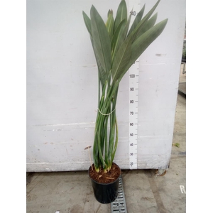 Strelitzia reg.