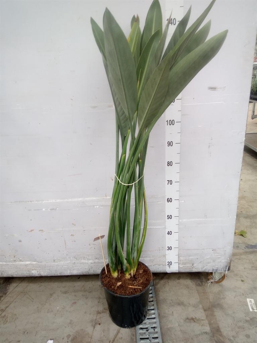 <h4>Strelitzia reg.</h4>