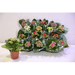 arr8 Kal Ge Ro Gem 6 Kl