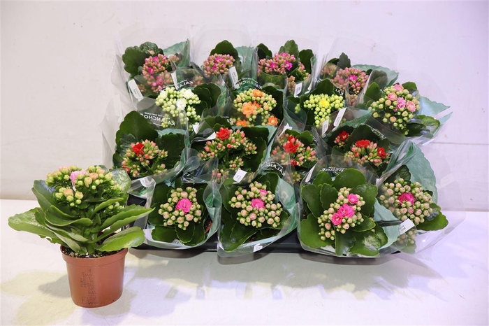 <h4>arr8 Kal Ge Ro Gem 6 Kl</h4>