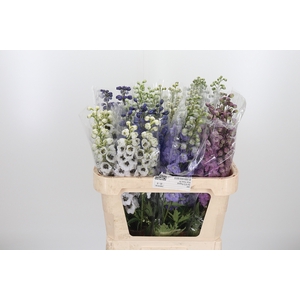 Delphinium El Gemengd