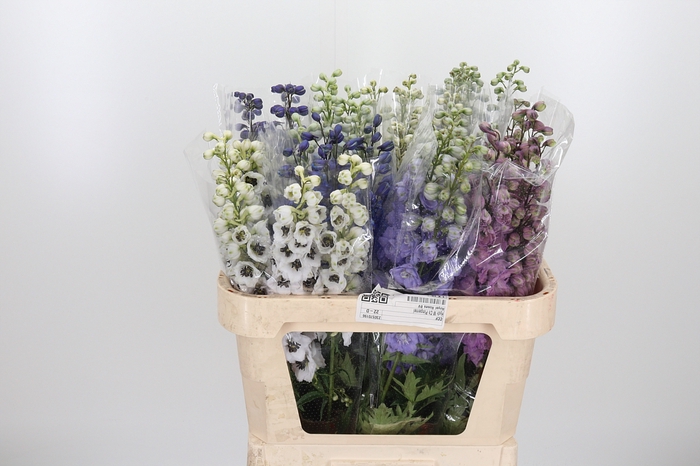 <h4>Delphinium El Gemengd</h4>