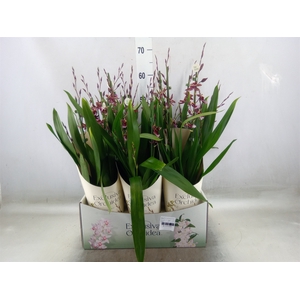 Burrageara  'Barrocco Red'