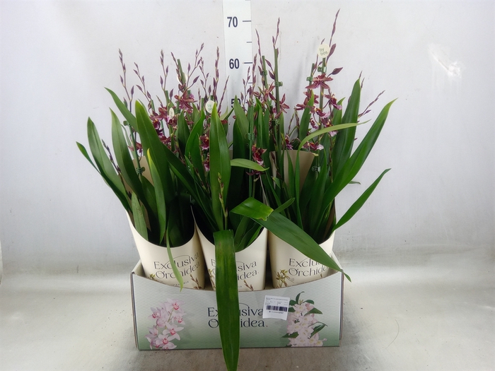 <h4>Burrageara  'Barrocco Red'</h4>